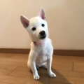 うちの子細すぎ…？愛犬への不安が杞憂であることを証明した写真が話題