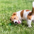 犬がしっぽをブンブ…