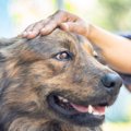 犬が『飼い主を守っ…