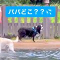 『パパどこ…？』犬が…