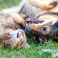 犬と猫の性格の違い…