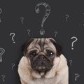 犬が意味を理解でき…