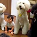 3匹の大型犬と一緒に…