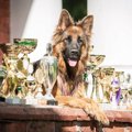 世界一大きい犬はど…
