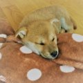 初めて犬を迎える時…