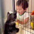 赤ちゃんが『ハスキ…