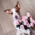 犬が見せる『ありが…