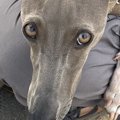 『飼い主が他の犬に…