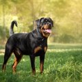 ロットワイラー｜犬…