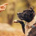 愛犬のモチベーショ…