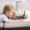 犬が飼い主のニオイ…