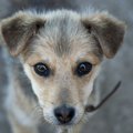 犬の里親になりたい…
