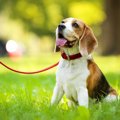 犬に絶対NGな『首輪…