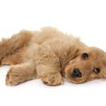 犬のてんかんとは？…