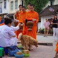 東南アジアの野良犬…