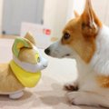 犬が『自分そっくり…