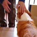 『さよなら…』犬がお…