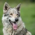 狼みたいな犬７種類…