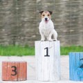 犬にまつわる『ギネ…