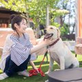 犬が必ず喜ぶ「撫で…