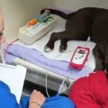 飼い犬がダニ麻痺症…