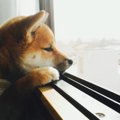 犬を不安にさせない…