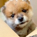 『手のひらサイズの…