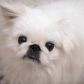 ペキニーズが臭い！…