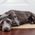 犬が散歩に行きたが…