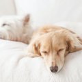 犬の『睡眠状態』か…