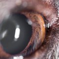 犬の色覚について解…