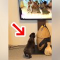 テレビで『相撲の稽…