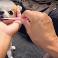 歯磨きお願いします…