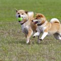 犬にとって、都会と…