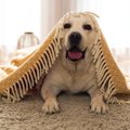 寒い季節の室内犬の…