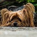 犬用救急箱を用意し…