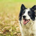 犬を外飼いすると寿…