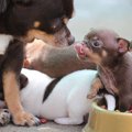 子犬が急にご飯を食…