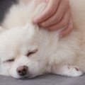 犬とのスキンシップ…