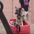 犬のリハビリ┃下半身…