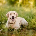 犬の散歩で困る「ひ…