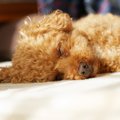 犬の寝相で５つの『…