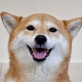 犬を『世界で一番幸…