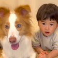 ２歳の男の子と犬が…