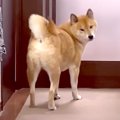 犬が『大好きなおば…