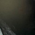 ふわふわしっぽの犬→…