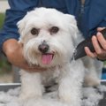 犬のトリミングを自…
