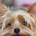 愛犬の『嫉妬レベル…
