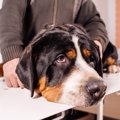 愛犬からの危険信号…