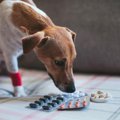 犬が生活する部屋に…